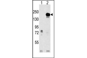 Image no. 1 for anti-Euchromatic Histone-Lysine N-Methyltransferase 1 (EHMT1) (Center) antibody (ABIN356543)