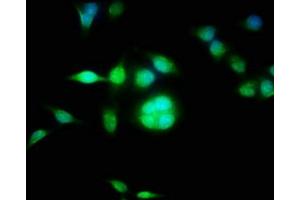 Immunofluorescence staining of Hela cells with ABIN7149344 at 1:100, counter-stained with DAPI. (CPEB3 Antikörper  (AA 414-525))
