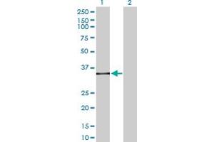 Western Blot analysis of SPI1 expression in transfected 293T cell line by SPI1 MaxPab polyclonal antibody. (SPI1 Antikörper  (AA 1-264))