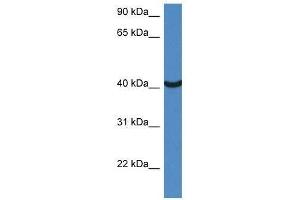 Western Blot showing Morf4l1 antibody used at a concentration of 1. (MORF4L1 Antikörper  (Middle Region))