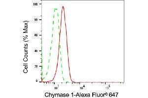 anti-Chymase 1, Mast Cell (CMA1) antibody