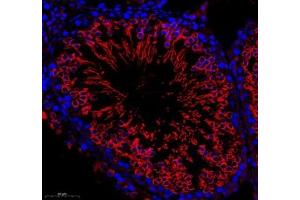 Immunofluorescence of paraffin embedded mouse testis using GK2 (ABIN7074096) at dilution of 1: 500 (300x lens) (GK2 Antikörper)