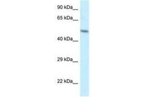 Image no. 1 for anti-ZFP2 Zinc Finger Protein (ZFP2) (AA 25-74) antibody (ABIN6747520) (ZFP2 Antikörper  (AA 25-74))