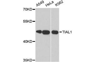 Western blot analysis of extracts of various cell lines, using TIAL1 antibody (ABIN5973602) at 1:3000 dilution.