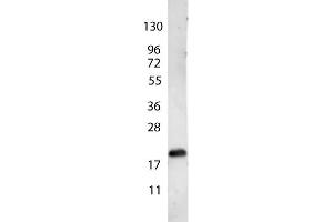 anti-Human VEGF-165 antibody shows detection of a band ~22 kDa in size corresponding to recombinant human VEGF-165. (VEGF 165 Antikörper)