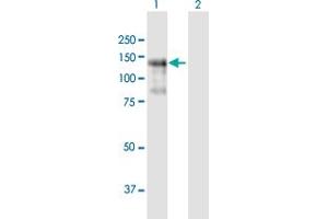 Western Blot analysis of PLEKHG2 expression in transfected 293T cell line by PLEKHG2 MaxPab polyclonal antibody. (PLEKHG2 Antikörper  (AA 1-896))