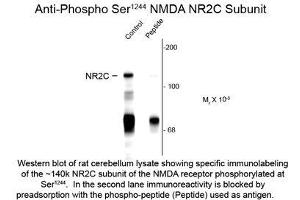 Image no. 1 for anti-Glutamate Receptor, Ionotropic, N-Methyl D-Aspartate 2c (GRIN2C) (pSer1244) antibody (ABIN956764) (GRIN2C Antikörper  (pSer1244))