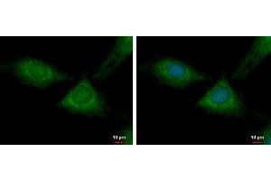 ICC/IF Image RPL37 antibody detects RPL37 protein at cytoplasm by immunofluorescent analysis.