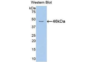Western Blotting (WB) image for anti-Neuregulin 1 (NRG1) (AA 54-163) antibody (ABIN1860052) (Neuregulin 1 Antikörper  (AA 54-163))