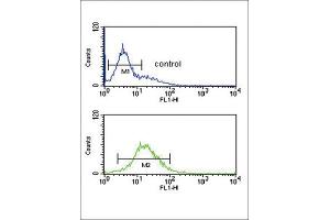 Flow Cytometry (FACS) image for anti-Granzyme M (Lymphocyte Met-Ase 1) (GZMM) antibody (ABIN3002803)