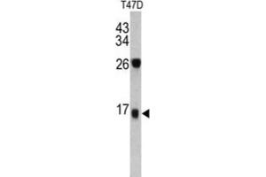 Western Blotting (WB) image for anti-Dermcidin (DCD) antibody (ABIN3002770) (Dermcidin Antikörper)