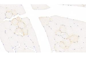 Detection of TNNT2 in Porcine Skeletal muscle Tissue using Monoclonal Antibody to Troponin T Type 2, Cardiac (TNNT2) (Cardiac Troponin T2 Antikörper  (AA 1-295))