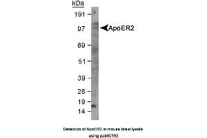 Image no. 1 for anti-Low Density Lipoprotein Receptor-Related Protein 8, Apolipoprotein E Receptor (LRP8) (AA 863-963), (C-Term) antibody (ABIN363502) (LRP8 Antikörper  (C-Term))