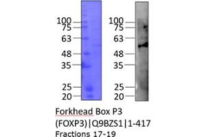 FOXP3 Protein (AA 1-417) (His tag)