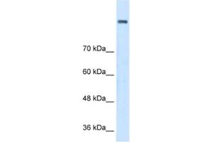 Western Blotting (WB) image for anti-Amine Oxidase, Copper Containing 2 (Retina-Specific) (AOC2) antibody (ABIN2462830) (AOC2 Antikörper)