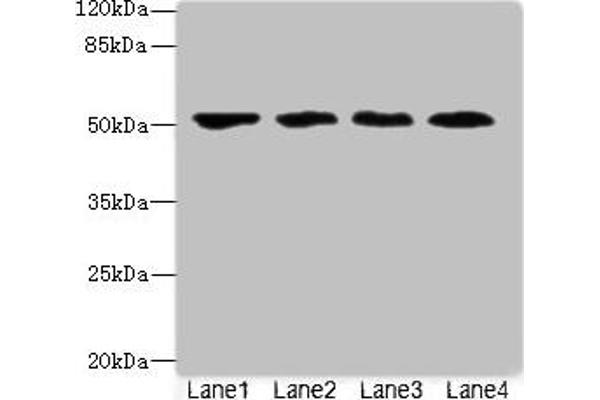 LRRC42 Antikörper  (AA 201-428)