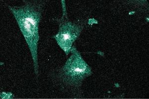 Immunofluorescent staining on NIH-3T3 cells. (PCNT Antikörper  (AA 1692-1814))