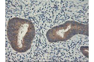 Immunohistochemistry (IHC) image for anti-Chromosome X Open Reading Frame 26 (CXorf26) antibody (ABIN1497690) (CXorf26 Antikörper)