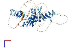 Symplekin Protein (SYMPK) (AA 1-1274) (His tag)