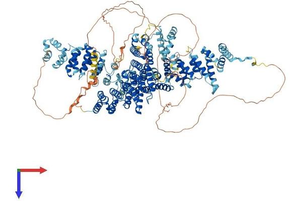 Symplekin Protein (SYMPK) (AA 1-1274) (His tag)