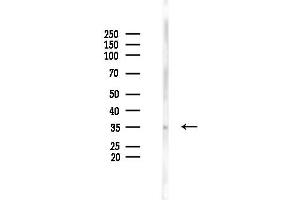 anti-Signal Sequence Receptor, alpha (SSR1) (C-Term) antibody
