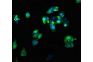 Immunofluorescence (IF) image for anti-Corticotropin Releasing Hormone Receptor 2 (CRHR2) (AA 20-108) antibody (ABIN7148633)