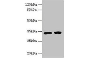Western blot All lanes: C3orf49 antibody at 5 μg/mL Lane 1: U251 whole cell lysate Lane 2: MCF-7 whole cell lysate Secondary Goat polyclonal to rabbit IgG at 1/10000 dilution Predicted band size: 34 kDa Observed band size: 34 kDa (C3orf49 Antikörper  (AA 1-292))
