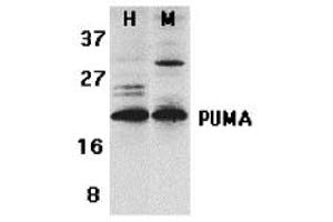 Western Blotting (WB) image for anti-BCL2 Binding Component 3 (BBC3) (C-Term) antibody (ABIN1030609) (PUMA Antikörper  (C-Term))