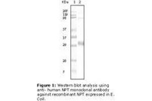 Image no. 1 for anti-NPT II antibody (ABIN292933) (NPT II Antikörper)