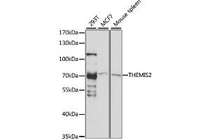 Western blot analysis of extracts of various cell lines, using THEMIS2 antibody.