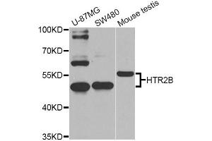Western blot analysis of extracts of various cell lines, using HTR2B Antibody (ABIN5974979) at 1/1000 dilution. (Serotonin Receptor 2B Antikörper)