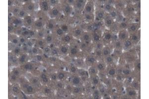 DAB staining on IHC-P; Samples: Mouse Liver Tissue (ACP6 Antikörper  (AA 1-418))