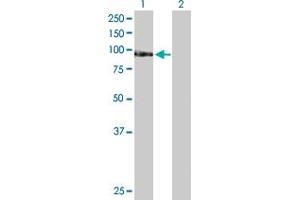 Western Blot analysis of TAF1C expression in transfected 293T cell line by TAF1C MaxPab polyclonal antibody. (TAF1C Antikörper  (AA 1-775))
