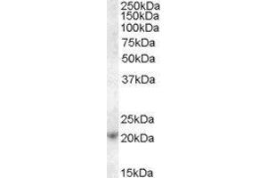 Western Blotting (WB) image for ASF1 Anti-Silencing Function 1 Homolog A (S. Cerevisiae) (ASF1A) peptide (ABIN368965) (ASF1 Anti-Silencing Function 1 Homolog A (S. Cerevisiae) (ASF1A) Peptid)