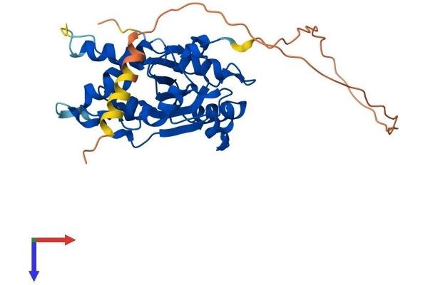TREX1 Protein (AA 1-314) (His tag)