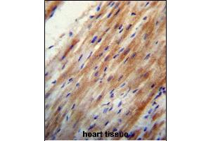 OO Antibody (N-term) 13324a immunohistochemistry analysis in formalin fixed and paraffin embedded human heart tissue followed by peroxidase conjugation of the secondary antibody and DAB staining. (APOO Antikörper  (N-Term))