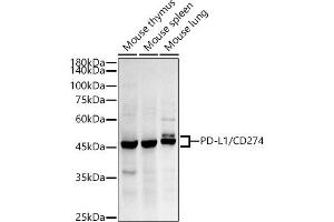 Western blot analysis of extracts of various cell lines, using PD-L1/CD274 antibody (ABIN7266178) at 1:500 dilution.
