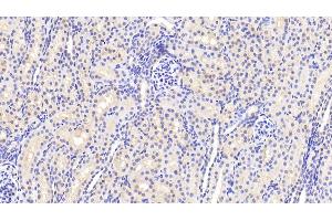 Detection of ANXA3 in Human Kidney Tissue using Polyclonal Antibody to Annexin A3 (ANXA3) (Annexin A3 Antikörper  (AA 26-160))