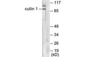 Western blot analysis of extracts from HeLa cells, using Cullin 1 Antibody.