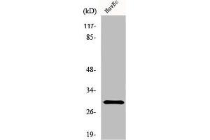 Western Blot analysis of HuvEc cells using HoxB5 Polyclonal Antibody (HOXB5 Antikörper  (Internal Region))