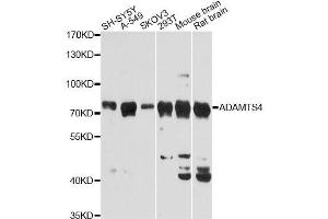 Western blot analysis of extracts of various cell lines, using ADAMTS4 Antibody. (ADAMTS4 Antikörper  (AA 52-315))
