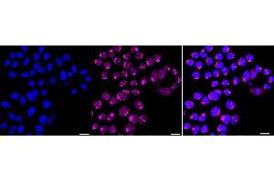 anti-Golgin A2 (GOLGA2) antibody
