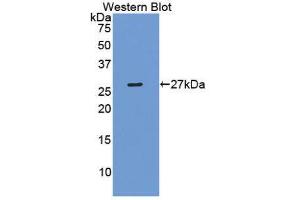 Western Blotting (WB) image for anti-Pentraxin 3 (PTX3) (AA 183-381) antibody (ABIN1860372)