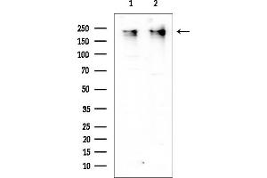 anti-RNA Polymerase II CTD antibody