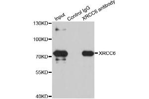 Immunoprecipitation analysis of 100ug extracts of SW480 cells using 3ug XRCC6 antibody. (XRCC6 Antikörper)