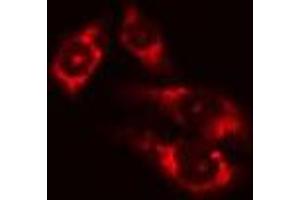 ABIN6275046 staining Hela cells by IF/ICC. (ATG4D Antikörper  (C-Term))