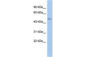 Image no. 1 for anti-DEAD (Asp-Glu-Ala-Asp) Box Polypeptide 39B (DDX39B) (N-Term) antibody (ABIN6742673) (DDX39B Antikörper  (N-Term))