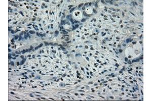 Image no. 3 for anti-Signal Transducer and Activator of Transcription 1, 91kDa (STAT1) antibody (ABIN1501168) (STAT1 Antikörper)