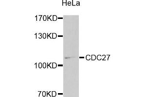 Western blot analysis of extracts of HeLa cells, using CDC27 antibody (ABIN1871678) at 1:1000 dilution. (CDC27 Antikörper)