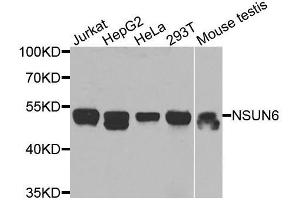 Western blot analysis of extracts of various cell lines, using NSUN6 antibody (ABIN5974338) at 1/1000 dilution. (NSUN6 Antikörper)